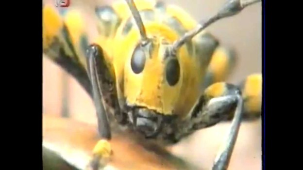 Planeta života  Hmyz Neuvěřitelná tajemství dokument CZ HD